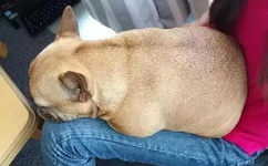 关于日本援助中国的议论文